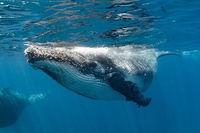 Swim with Humpback Whales - Ningaloo Reef - 3 Islands Whale Shark Dive - Accommodation Perth