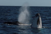 Perth Whale-Watching Cruise from Hillarys Boat Harbour - Attractions Sydney