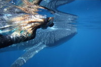 Ningaloo Whale Shark Swim on a Powerboat - Accommodation ACT
