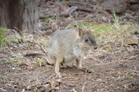 Nocturnal Wildlife Tour from Busselton or Dunsborough - Taree Accommodation