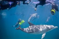 Swim with Wild Dolphins - Accommodation Gladstone