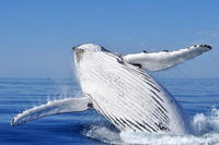 Whale Watching Busselton Departing from Busselton Jetty - QLD Tourism