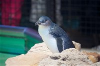 Full-Day Penguin Island  Mandurah Canal Cruise - Attractions Sydney