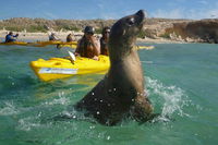 Penguin and Seal Island Kayak Tour - Accommodation Noosa