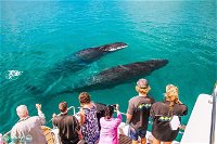 Humpback Whale Sunset Cruise - ACT Tourism