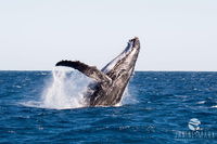 Turtle tours on the Ningaloo Reef Exmouth. 1/2 day cruise. - Attractions Perth