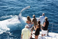 Half-Day Whale Watching Sunset Cruise from Broome - Accommodation Main Beach