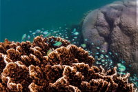 Ningaloo Reef or Muiron Islands Snorkeling and Wildlife Adventure