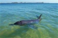 Bunbury Dolphins Discovery Tour - Fly From Perth - Tourism Brisbane