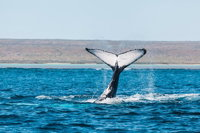 Ningaloo Reef Eco Tours - Attractions