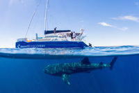 Ningaloo Whale Shark Swim on a Luxury Sailing Catamaran - QLD Tourism