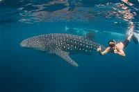 Ningaloo Reef Whale Shark Snorkeling Adventure Apr-July - eAccommodation
