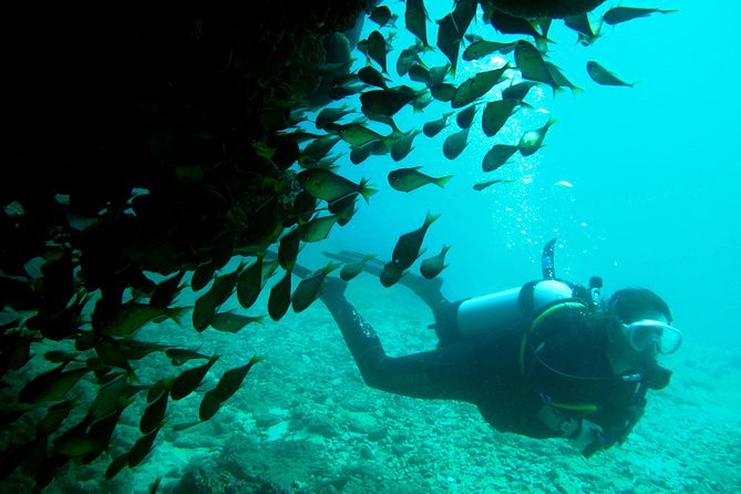 Scuba Dive Ningaloo Reef Exmouth