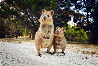 Rottnest Island All-Inclusive Grand Island Tour from Fremantle - WA Accommodation