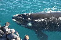 Augusta Whale Watching Eco Tour - Whitsundays Tourism