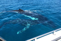 Busselton Whale Watching - QLD Tourism