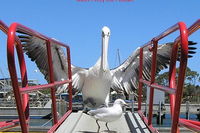 Albany Wildlife and Scenic Cruise - Accommodation Cairns