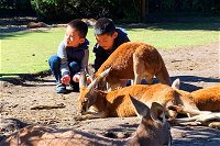 Caversham Wildlife Park Old Guildford Town  Swan Valley Tour - Tweed Heads Accommodation