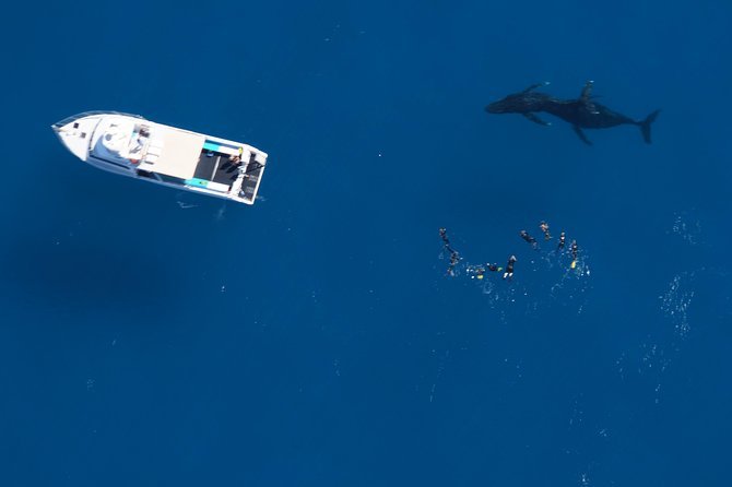 Humpback Whale Swim Ningaloo Reef Exmouth