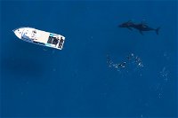 Humpback Whale Swim Ningaloo Reef - Bundaberg Accommodation