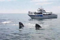 Busselton Whale Watching Eco Tour - Geraldton Accommodation