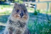 Snorkel and Visit the gorgeous Rottnest Island - Attractions Perth
