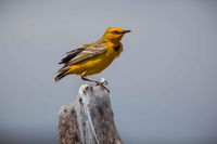 Lake Argyle Birdwatching Charter - QLD Tourism