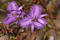 Wildflower Photographic Day Trip from Perth - Accommodation Port Hedland