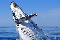 Whale Watching Tour - Attractions Perth