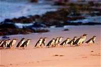 Phillip Island Penguin Parade Entry and Express Shuttle from Melbourne