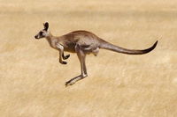 Koalas and Kangaroo in the Wild Tour from Melbourne - Accommodation Directory