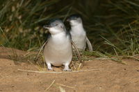 Express Expedition to Phillip Island Penguin Wildlife Encounter Evening Tour - South Australia Travel