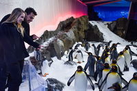 Penguin Passport at SEA LIFE Melbourne Aquarium - South Australia Travel