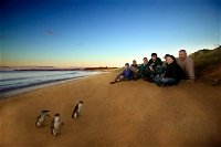 Phillip Island Ultimate Penguin Eco Tour or Skybox Experience - Find Attractions