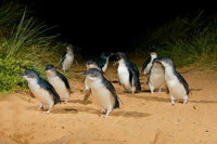 Phillip Island Penguin Parade Express Tour from Melbourne - Accommodation Nelson Bay