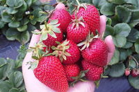 Mornington Peninsula including Strawberry Farm Day Tour from Melbourne - New South Wales Tourism 