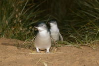 Full-Day Penguin Parade and Melbourne City Tour From Melbourne - Palm Beach Accommodation