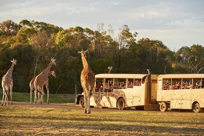 Sunset Safari at Werribee Open Range Zoo Melbourne