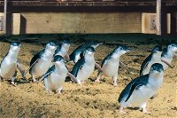 Half Day Phillip Island Penguin Parade PLUS Tour - Find Attractions