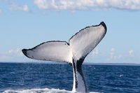 Phillip Island Whale Watching Tour - Accommodation Tasmania