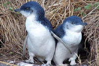 Day Tour of Phillip Island Nature Parks  Penguins - Accommodation Cooktown