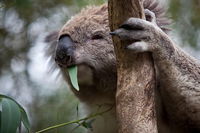 Phillip Island Koala Conservation Centre Entry ticket - Foster Accommodation