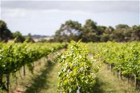 Phillip Island Wine Experience Tour - Broome Tourism