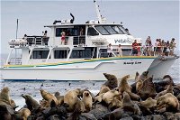 Phillip Island Seal-Watching Cruise - Accommodation Tasmania