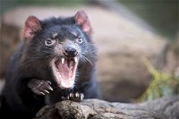Port Arthur and Tassie Devils Active Day Tour from Hobart