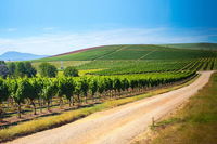 Full Day Tamar Valley Wine Tour - SA Accommodation