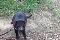 South East Food Sightseeing Private Tour with the Tasmanian Devil Unzoo - Accommodation BNB