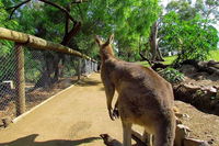 Wilderness and Wildlife - Accommodation Sydney