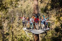 Hollybank Wilderness Adventure - Zipline Tours - New South Wales Tourism 