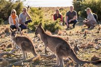 8-Day Tasman Wildlife and Wilderness Encounter Including Accommodation - VIC Tourism